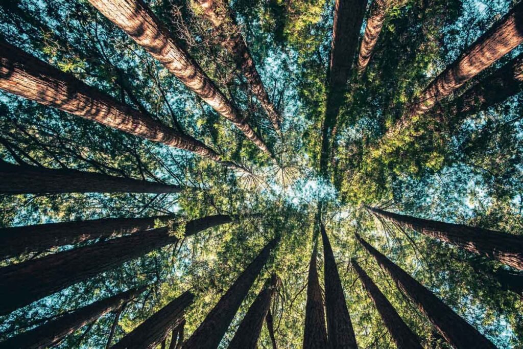 Earth Day with Intention - alive magazine