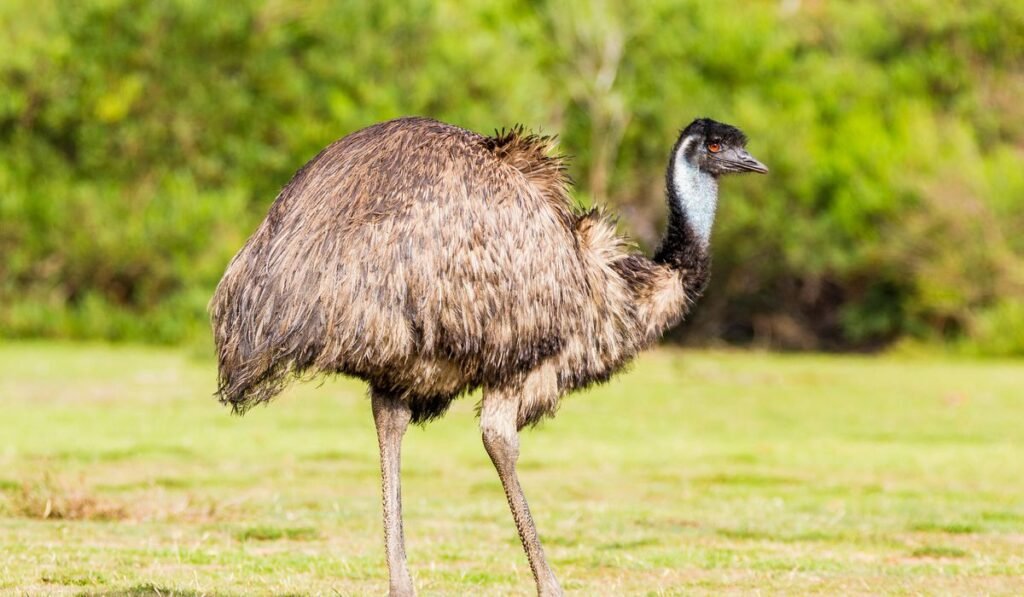 Emu at Missouri zoo killed by hail, another flightless bird left needing care