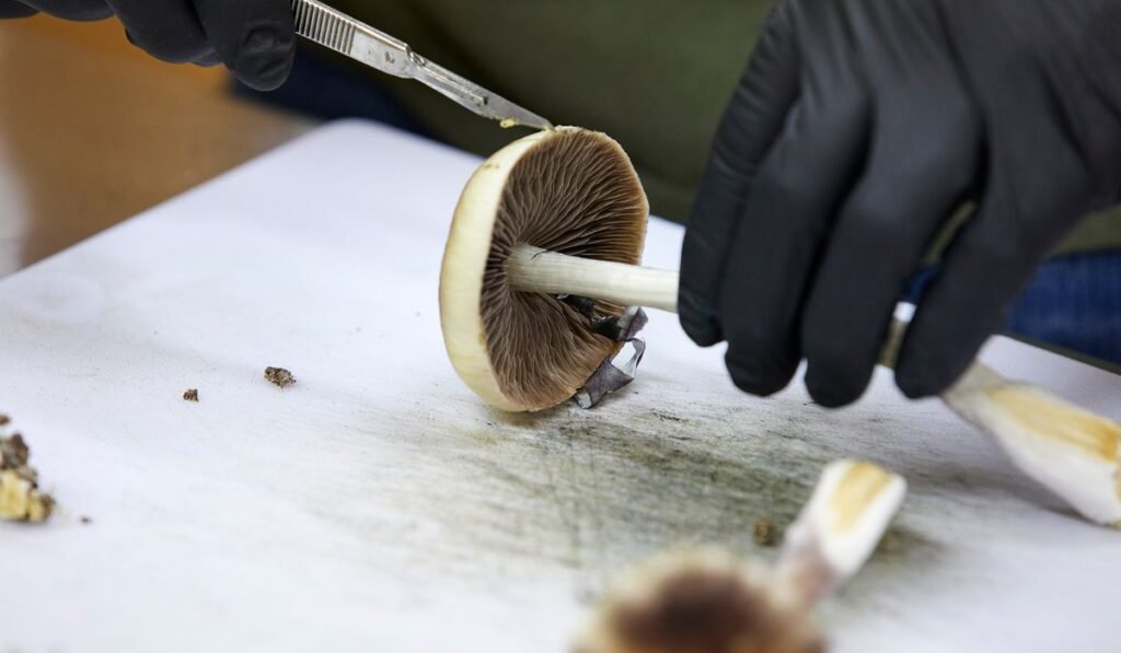 FDA plans ultra-fast review of three psychedelic drugs following Trump directive