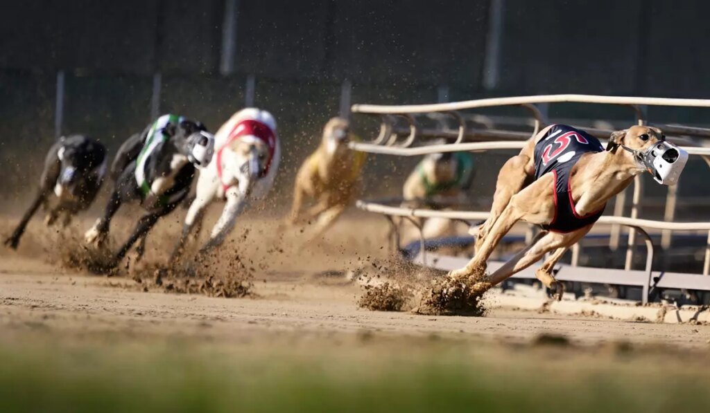 House passes bill banning greyhound racing nationwide