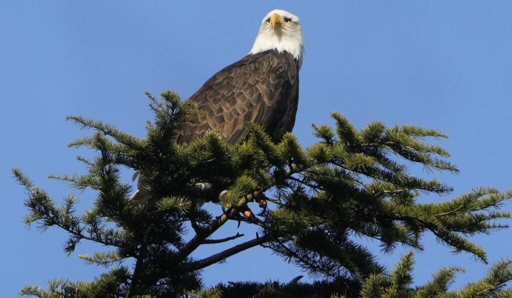 Michigan wildlife officials seek answers in deaths of five bald eagles in Upper Peninsula