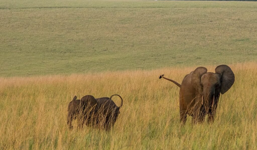 Millionaire trophy hunter trampled to death by pack of elephants in central Africa Millionaire trophy hunter trampled to death by pack of elephants in central Africa