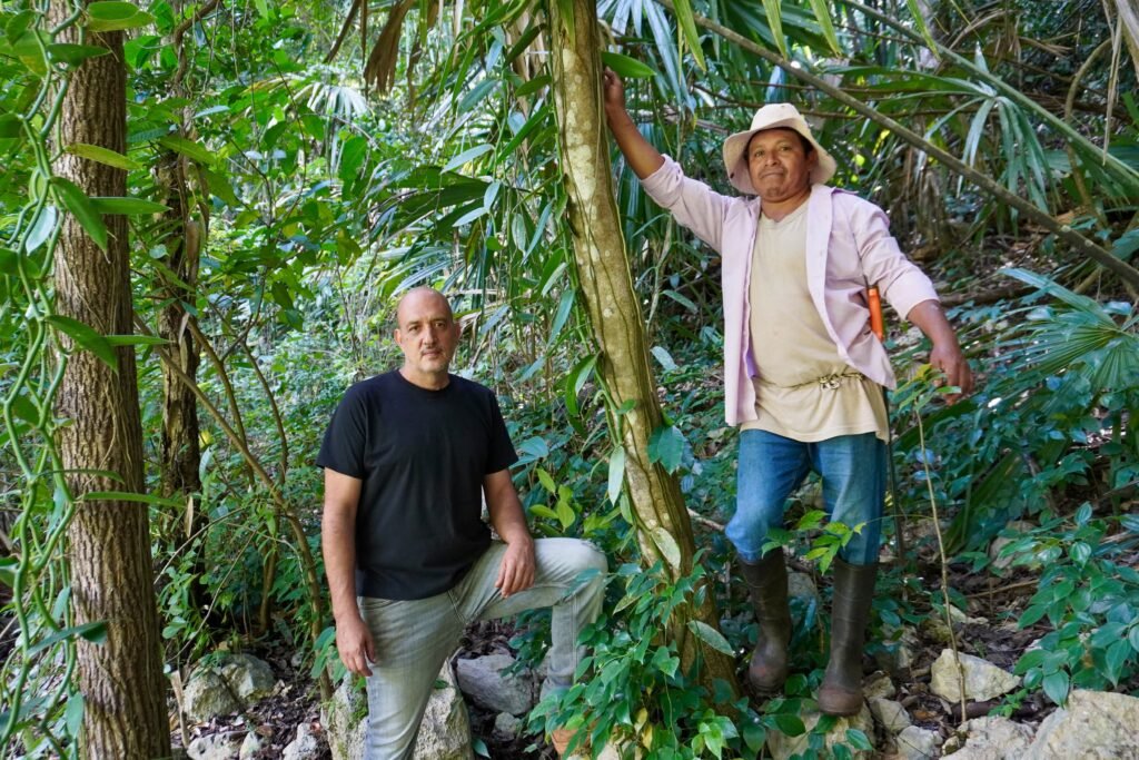 On the trail of Maya vanilla: The regenerative project reviving a fragile species in the Mexican jungle