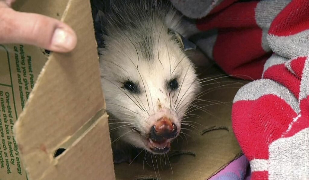 Opossums fitted with GPS collars being used to track pythons in Florida Everglades