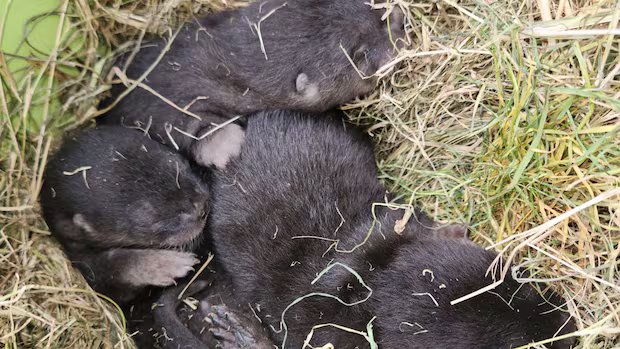 Otterly adorable: River otter pups found hidden under Richmond shed Otterly adorable: River otter pups found hidden under Richmond shed