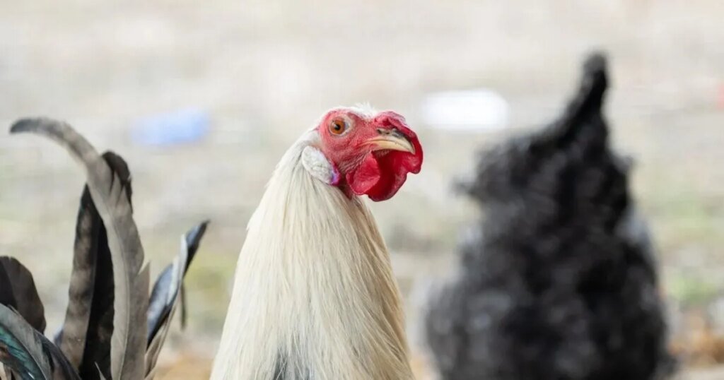 Rooster Named Creamsicle Loves to Dance After Being Rescued Rooster Named Creamsicle Loves to Dance After Being Rescued