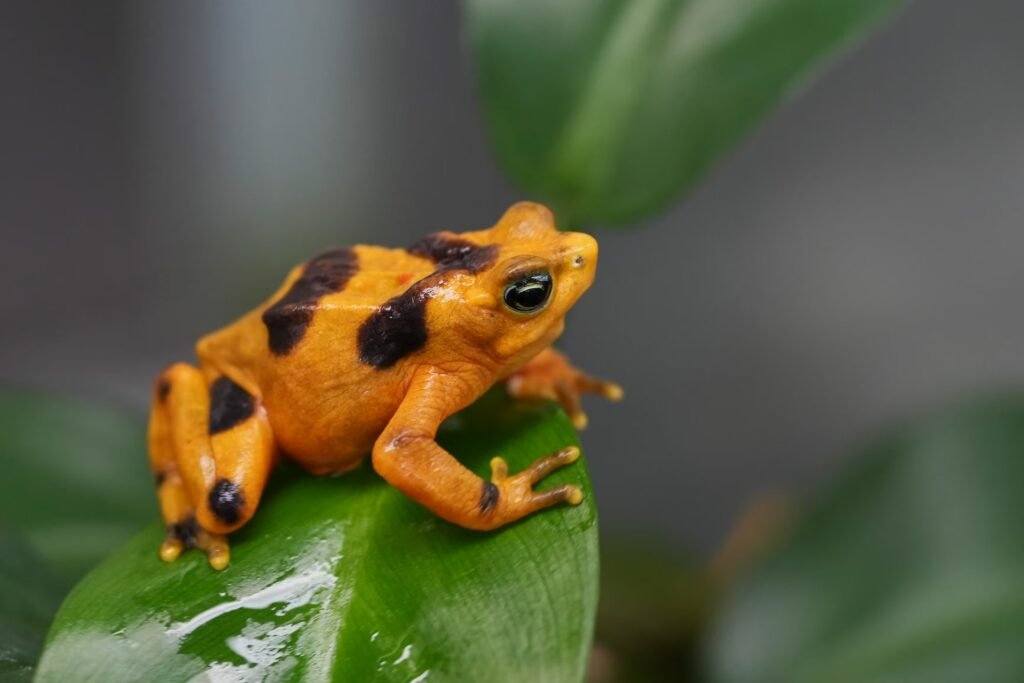 Saving Panama’s national symbol: The golden frog