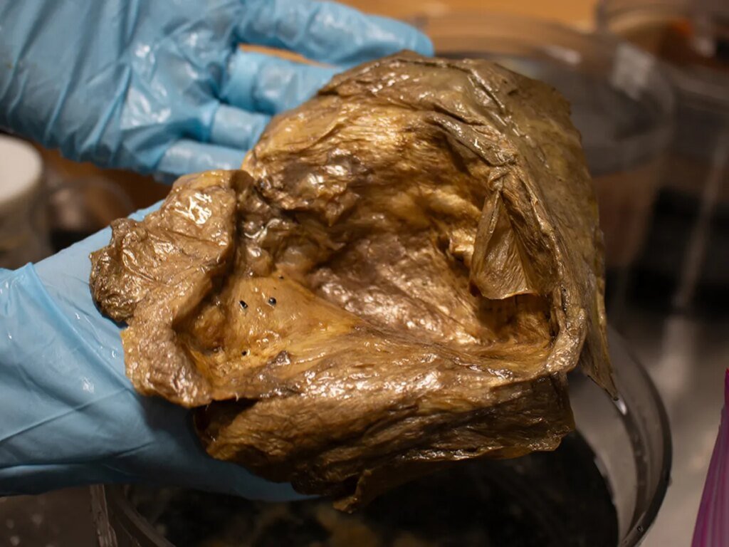 Scientists finally identified this weird golden orb found 3 km underwater