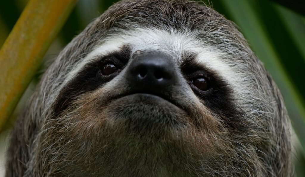 Sickness, cold killed nearly 30 sloths at a Florida import warehouse in 2024 and 2025