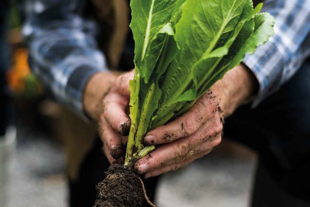 The Dirt on Immunity - alive magazine