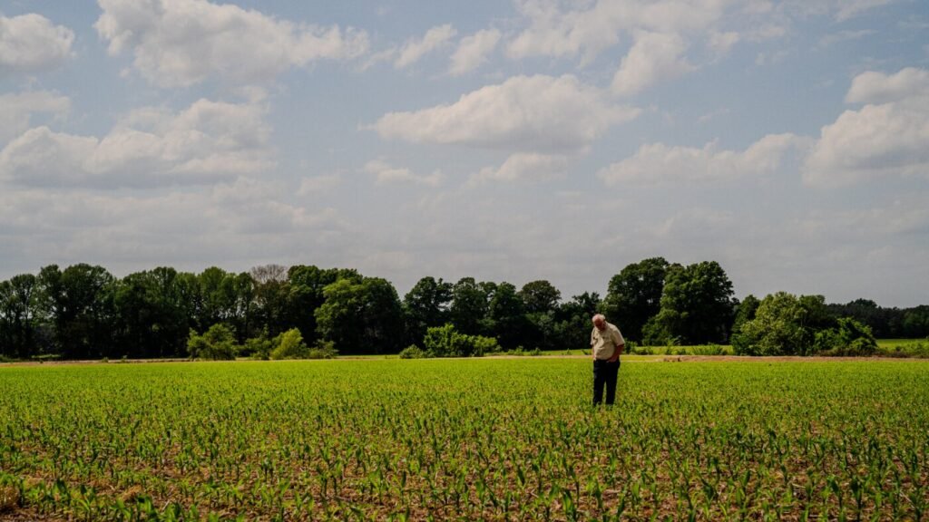 The rising cost of fertilizer and fuel prices is pushing some farmers to the brink : NPR The rising cost of fertilizer and fuel prices is pushing some farmers to the brink : NPR