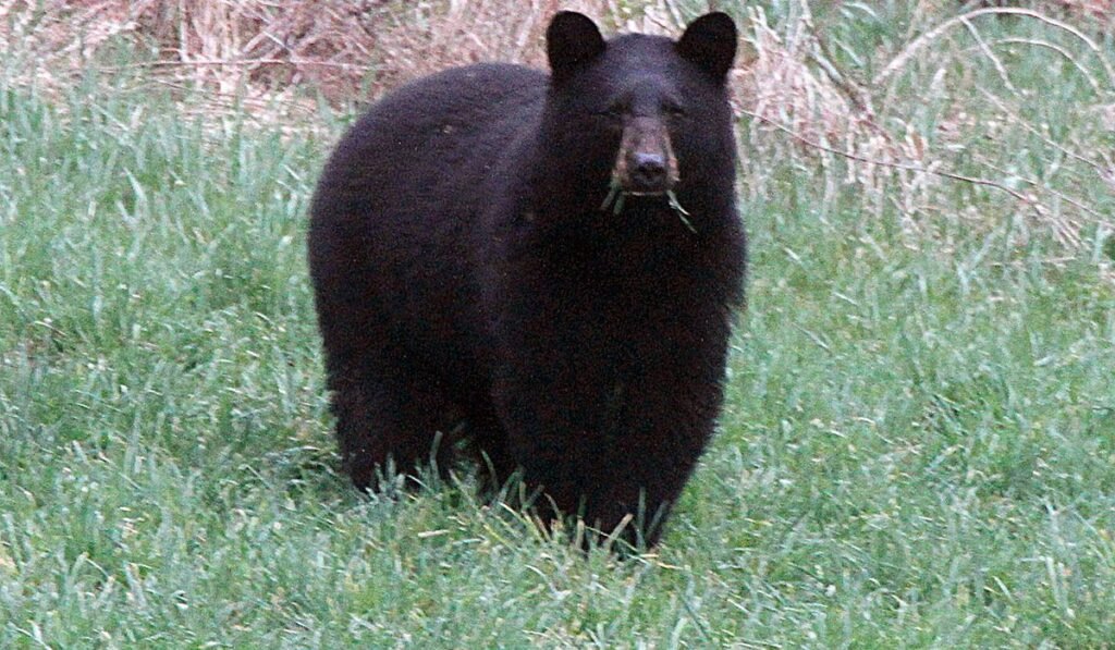 Three Calif. residents convicted for staging fake bear attacks on cars for insurance payouts