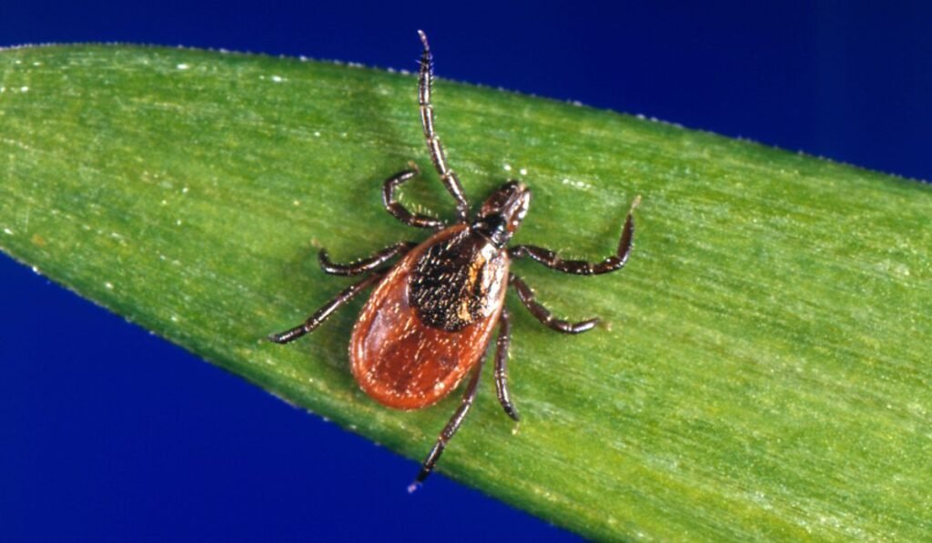 Tick season seems to be off to a fast start, and some expert worry about future illnesses