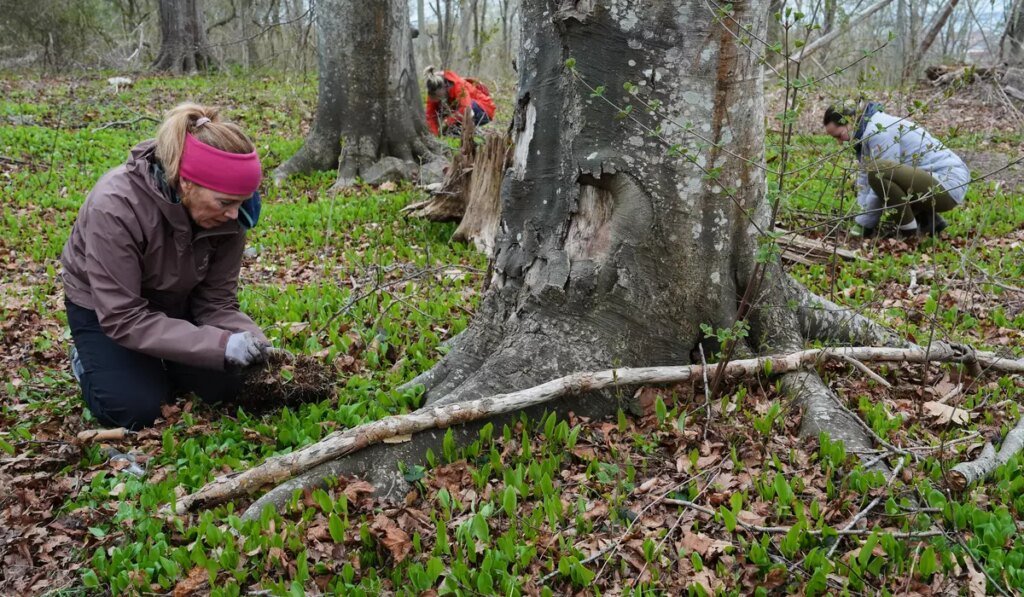 Trees are magic. In Newport, volunteers are working to expand their healthy reach