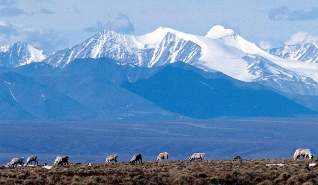 Trump aims for more drill, baby, drill in Alaska, with auction in June