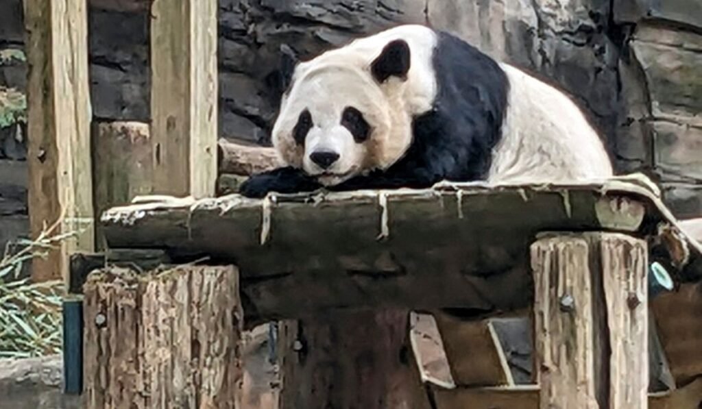 Two giant pandas coming to Zoo Atlanta in new conservation agreement amid tensions with China