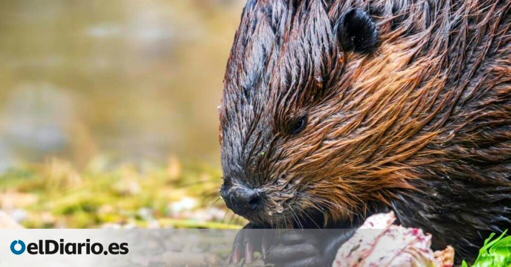 Ven castores europeos en el Tajo aguas abajo de Entrepeñas y la explicación no encaja con su expansión natural
