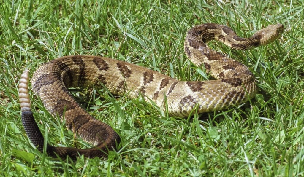 Woman, 78, becomes California’s third snakebite fatality this year