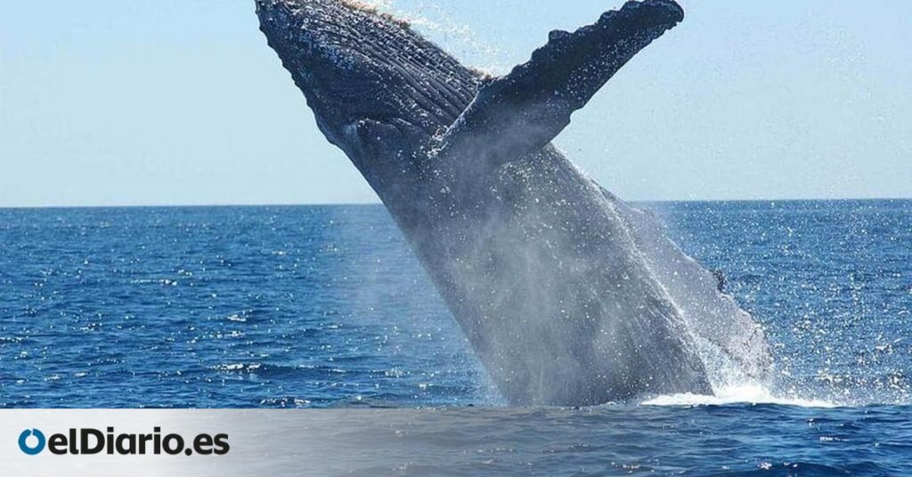 sus heces reciclan nutrientes y refuerzan la productividad marina desde hace miles de años