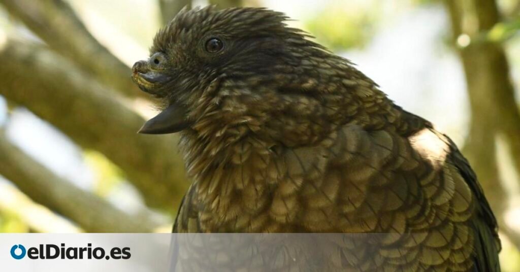 un loro con discapacidad escala posiciones y redefine el orden social al convertirse en macho alfa