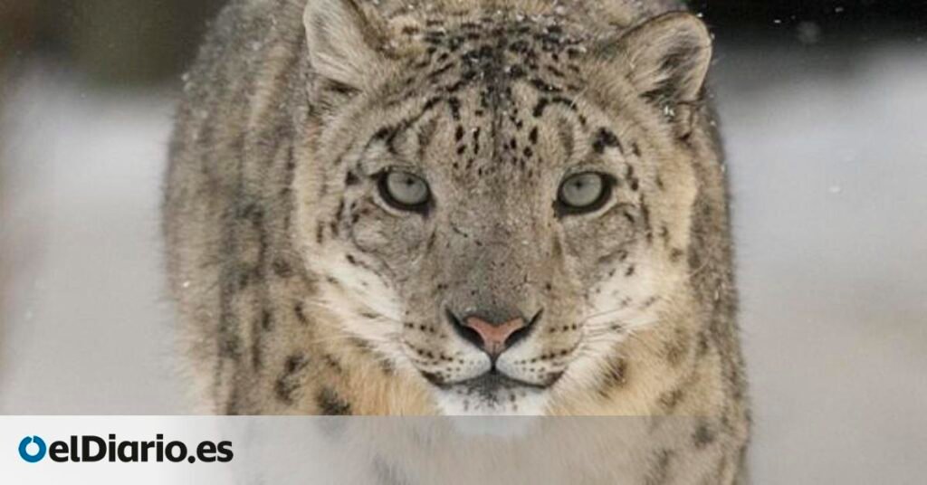 ¿Cómo logran tres depredadores convivir en el Himalaya? La respuesta está en cómo reparten sus presas