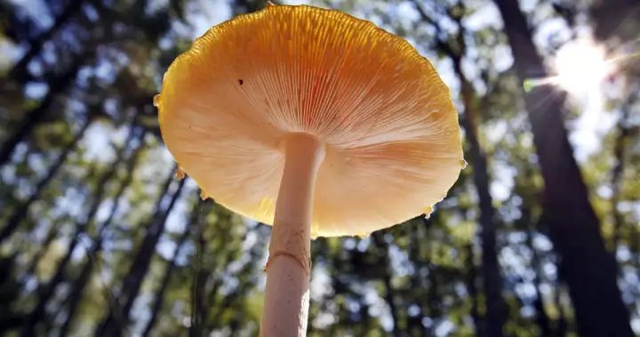 U.S. slaps duties on fresh Canadian mushrooms over subsidy claims – National U.S. slaps duties on fresh Canadian mushrooms over subsidy claims - National