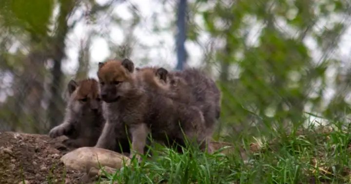 Arctic Wolf pups born at Edmonton Valley Zoo – Edmonton Arctic Wolf pups born at Edmonton Valley Zoo - Edmonton