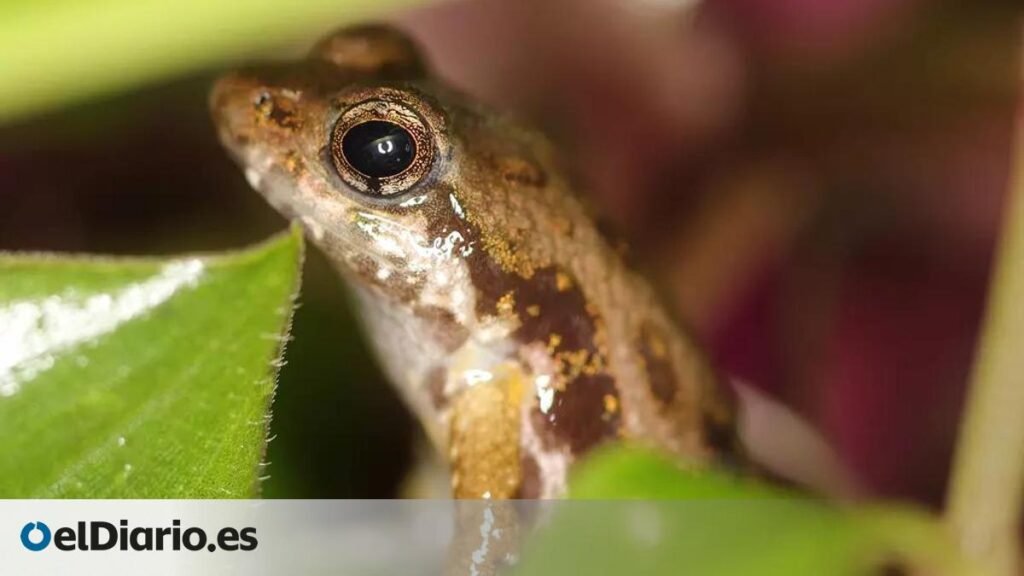 Así son las ranas en peligro de extinción que han viajado desde Ghana hasta Londres para intentar salvarlas Así son las ranas en peligro de extinción que han viajado desde Ghana hasta Londres para intentar salvarlas