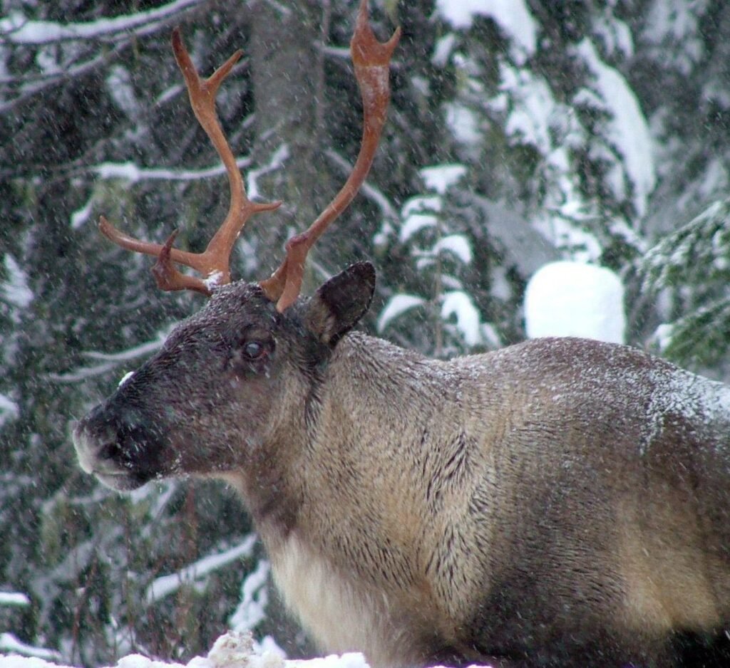 B.C. allowed logging in caribou habitat despite its own ministry's recommendation