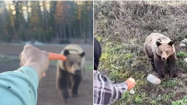 Bear killed in Mission following attack; Grizzlies allegedly being fed near Smithers Bear killed in Mission following attack; Grizzlies allegedly being fed near Smithers
