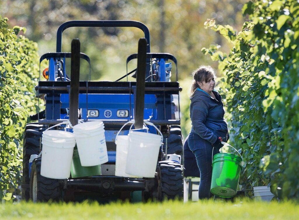 Canadian wineries say scrapping provincial trade barriers would add billions to GDP Canadian wineries say scrapping provincial trade barriers would add billions to GDP