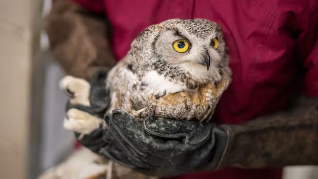 Casper the foster mom owl has raised hundreds of rescued owlets as her own Casper the foster mom owl has raised hundreds of rescued owlets as her own