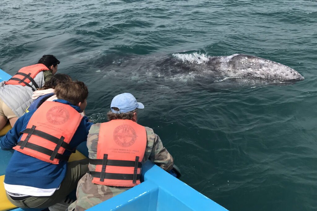 Discover the Whales, Sky & Desert