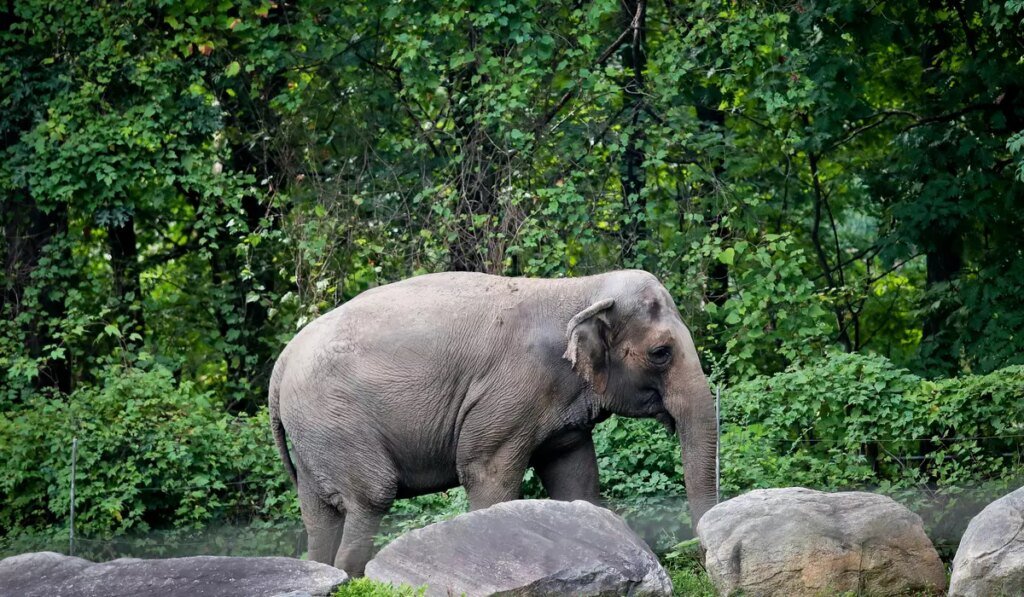 Happy, who taught researchers that elephants can recognize themselves, is euthanized at Bronx Zoo Happy, who taught researchers that elephants can recognize themselves, is euthanized at Bronx Zoo