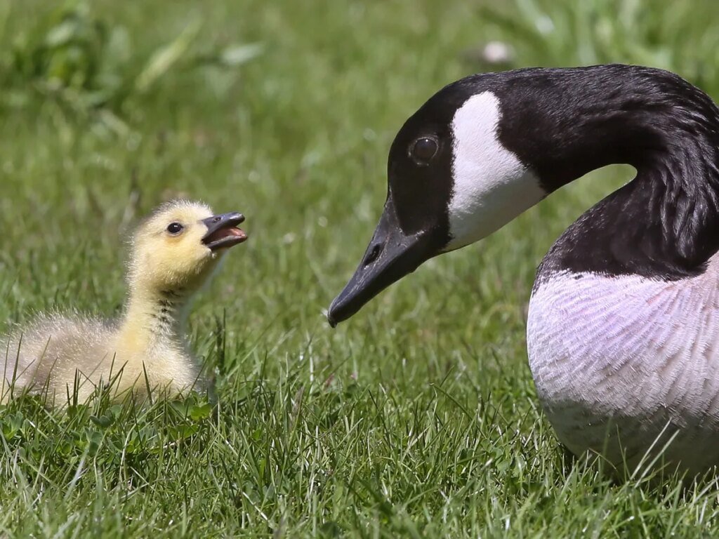 Joseph Brugge of Essex, Ont. fined $1,000 for harassing Canada geese