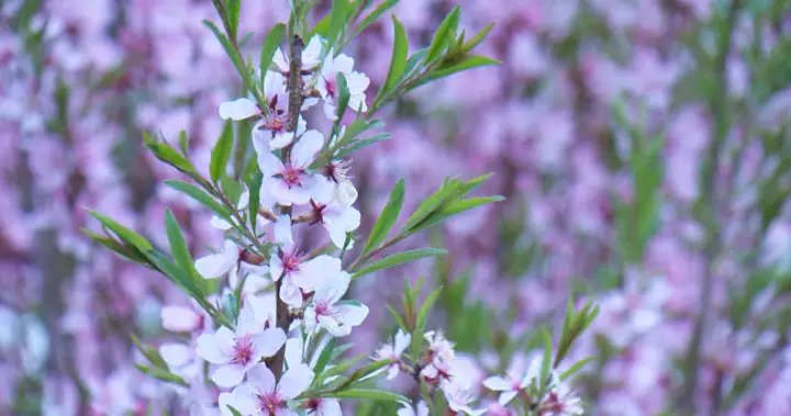 Late spring start, dry conditions to blame for intense Edmonton allergy season – Edmonton Late spring start, dry conditions to blame for intense Edmonton allergy season - Edmonton