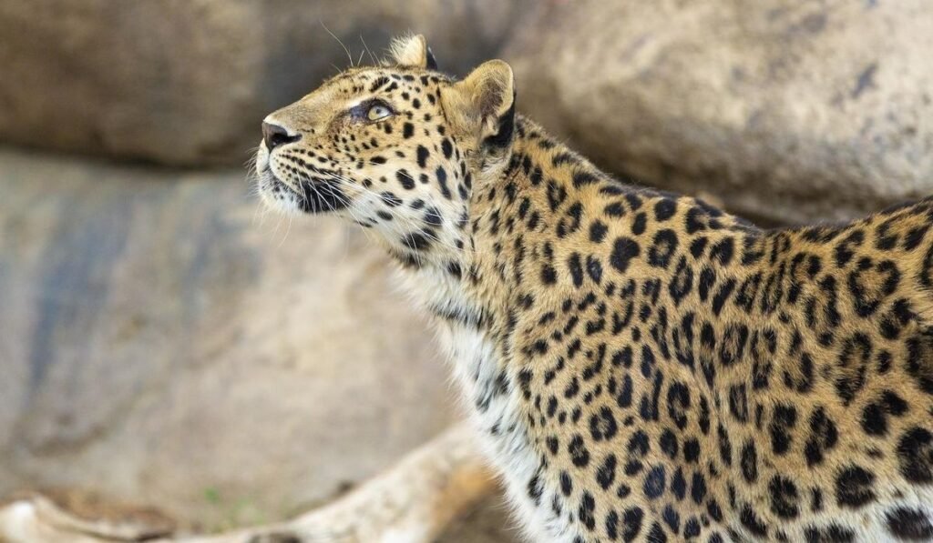 Leopard gets loose at Washington state zoo before returning safely to habitat