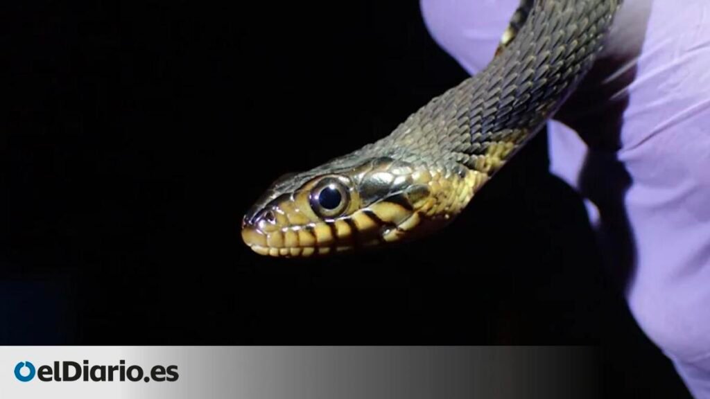 Los hongos amenazan la supervivencia de numerosas especies de serpientes salvajes
