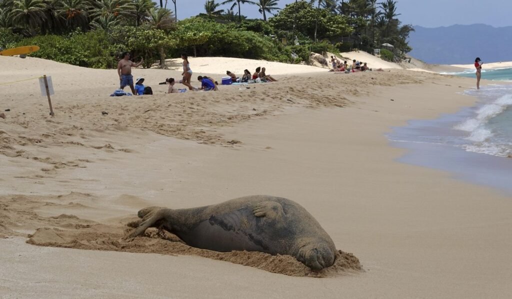 Man accused of chucking rock at endangered seal in Hawaii, could face prison