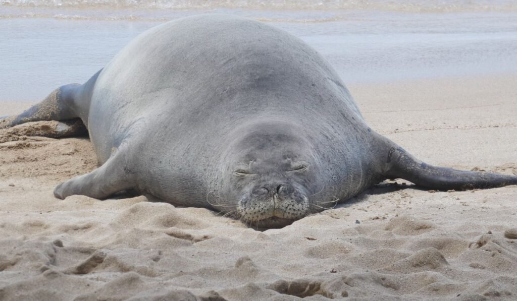 Man charged with throwing rock at endangered Hawaiian seal