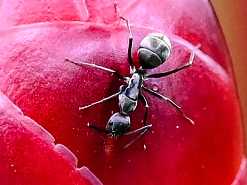 Manitoba hospital surgeries delayed due to ants in the operating room