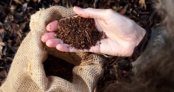 Montreal company on mission to turn pet poop into compost – Montreal Montreal company on mission to turn pet poop into compost - Montreal