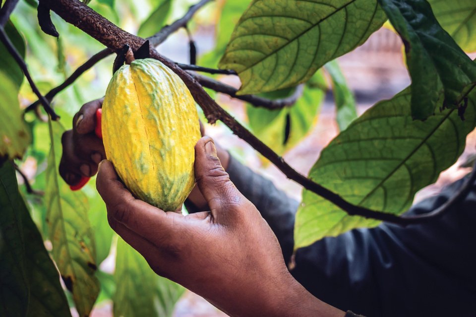 No Forest, No Chocolate – alive magazine No Forest, No Chocolate - alive magazine