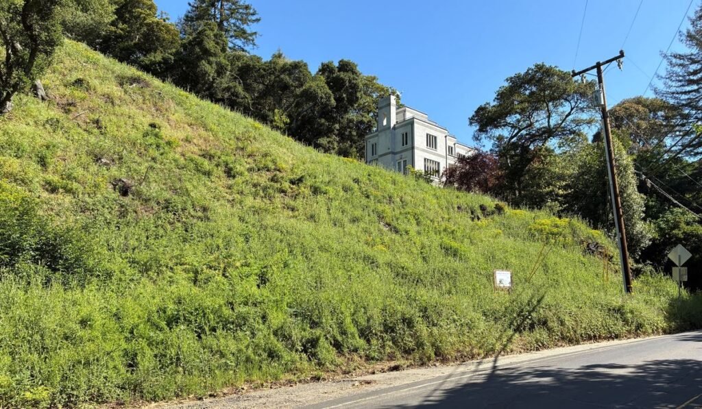 Oakland couple fined $900,000 for cutting down 38 trees without a permit