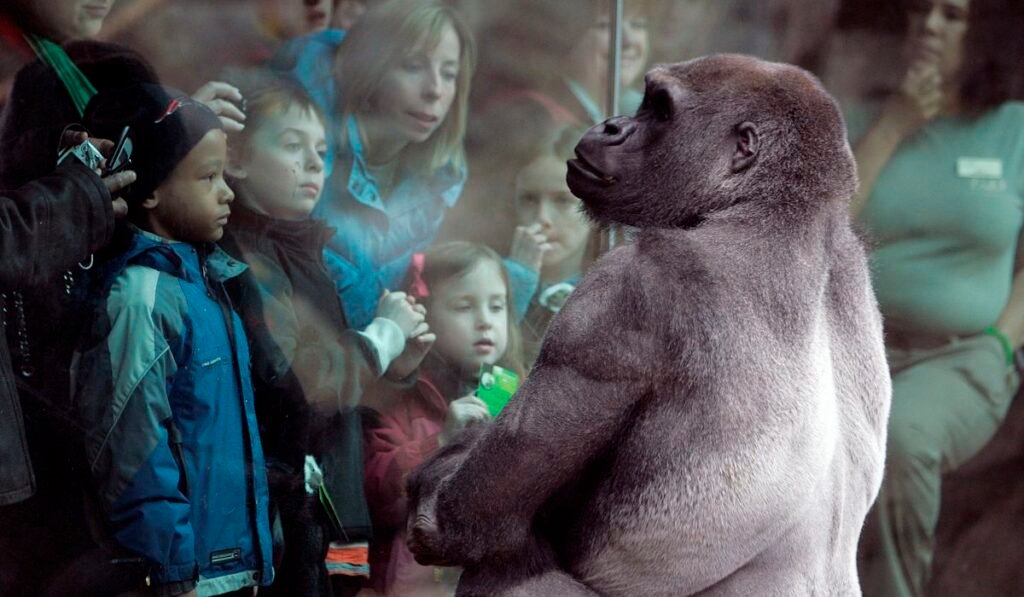 Pittsburgh Zoo swaps gorillas with Boston, acquires infamous silverback Little Joe