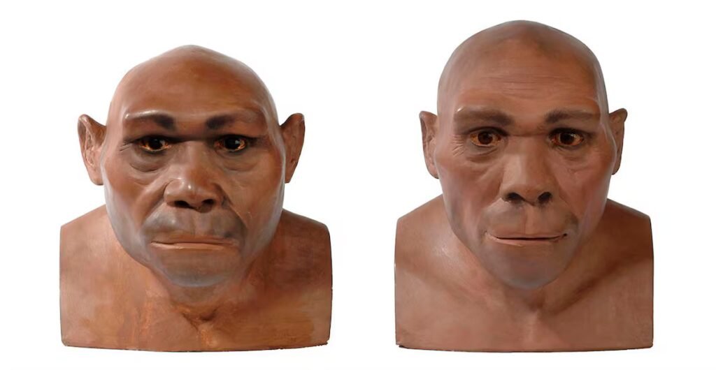 Protein reveals the oldest episode of sex and procreation among human species | Science
