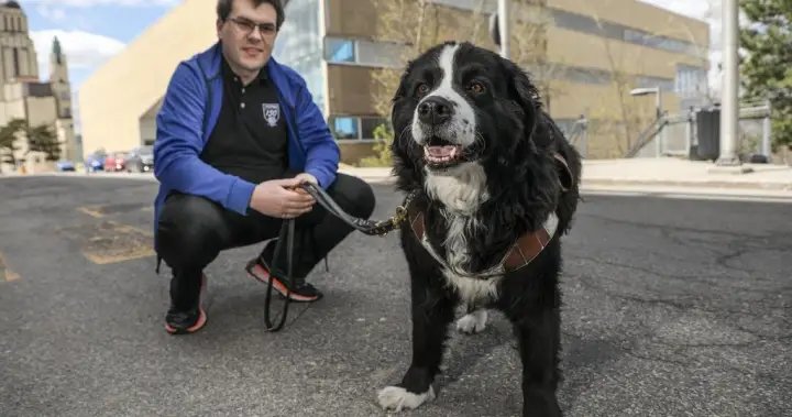 Quebecer graduating from Polytechnique with service dog who attended every class – Montreal Quebecer graduating from Polytechnique with service dog who attended every class - Montreal