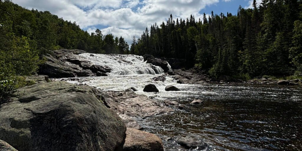Regenerative practices breathe new life into forests Regenerative practices breathe new life into forests