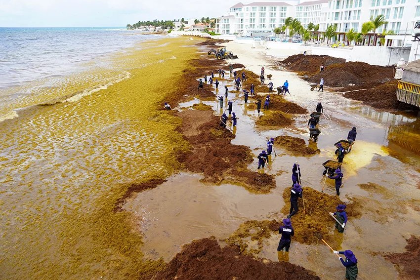 Sargassum puts nearly 50% of Riviera Maya beaches on red alert Sargassum puts nearly 50% of Riviera Maya beaches on red alert