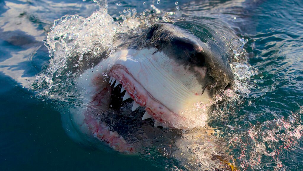 Shark Week Staple Anomaly Entertainment adquirido por Wheelhouse – Celebrity Land Shark Week Staple Anomaly Entertainment adquirido por Wheelhouse – Celebrity Land